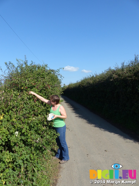 FZ008853 Jenni picking brambles